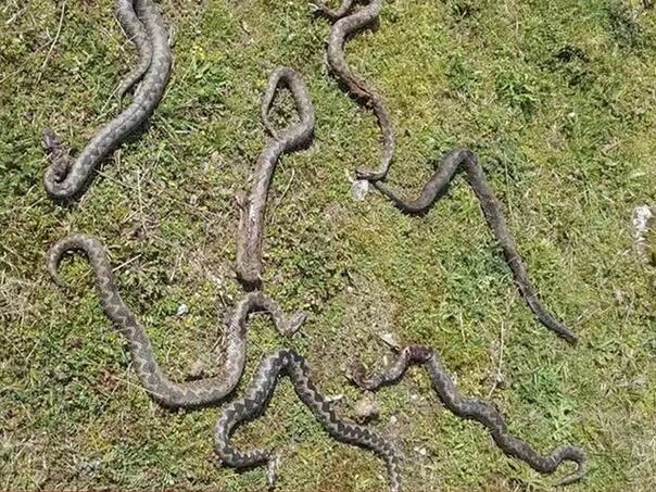 Slagao drva u dvorištu, pa pronašao leglo poskoka